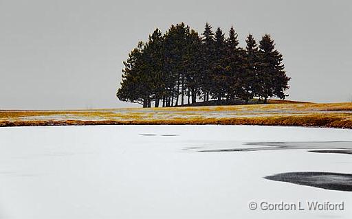 Trees Beside Frozen Pond_11377.jpg - Photographed at Ottawa, Ontario - the capital of Canada.